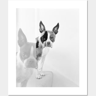 Meryl the Boston Terrier Posters and Art